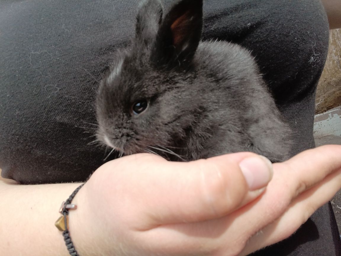 Króliczki miniaturki lewki
