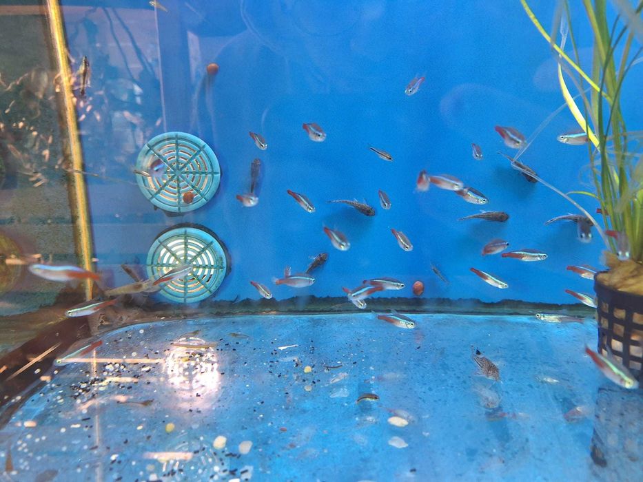 Tetra néon/paracheirodon innesi
