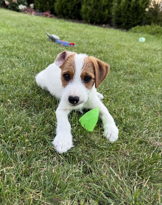 Parson Russell Terrier szczeniak
