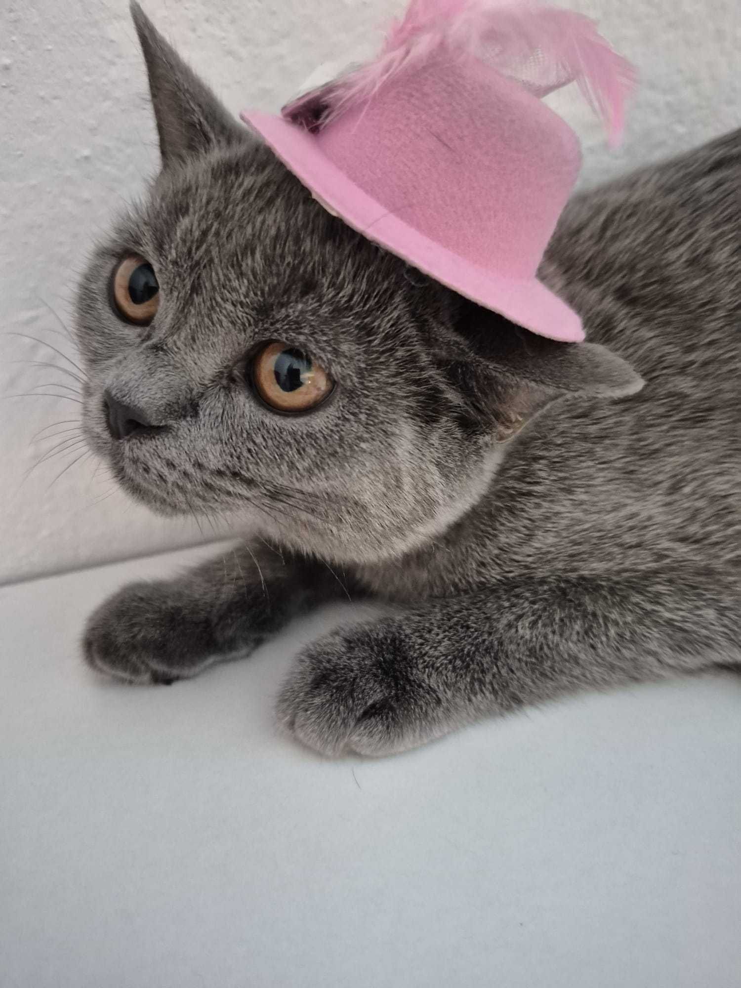 Gatinha "Scotish Straight"
