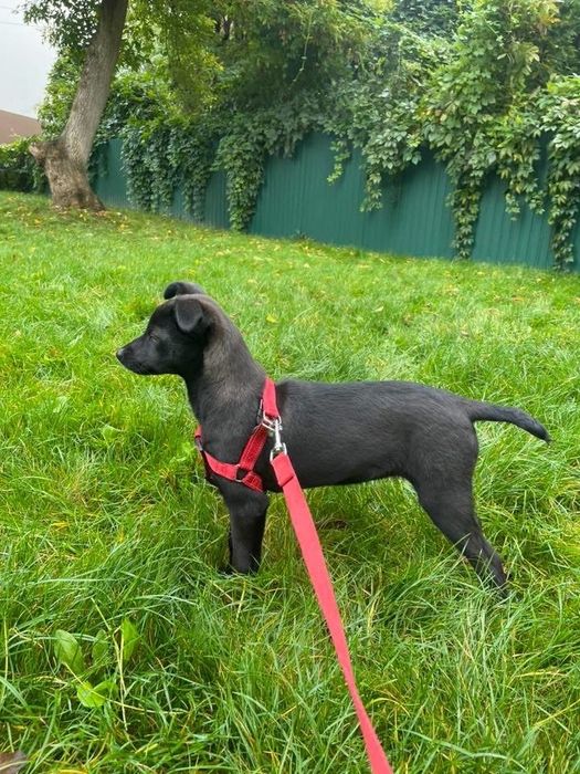 Меліска шукає дім