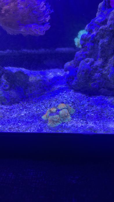 Corais e peixes aquario marinho