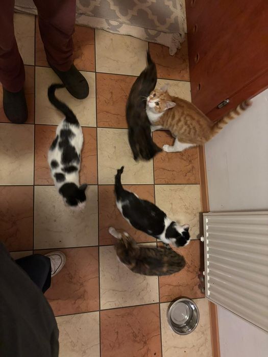 Oddam w dobre ręce kotki