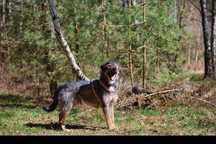 Mini wilczarz, 1 , 5 roczny Bono, adopcja za darmo oddam