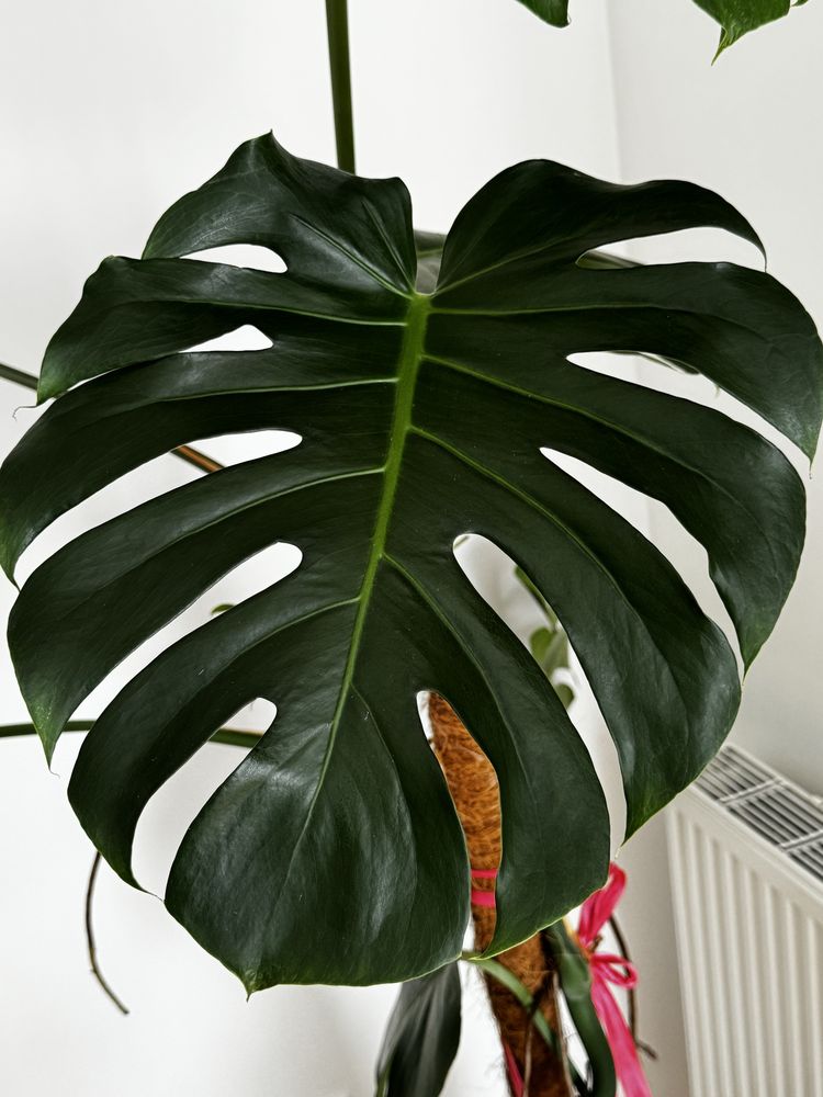 Monstera w doniczce