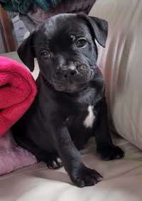 Staffordshire bull terrier