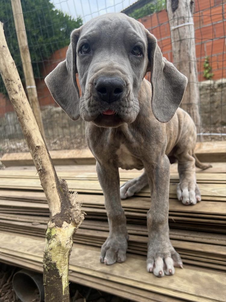 Dogue Alemao Isabela Fêmea