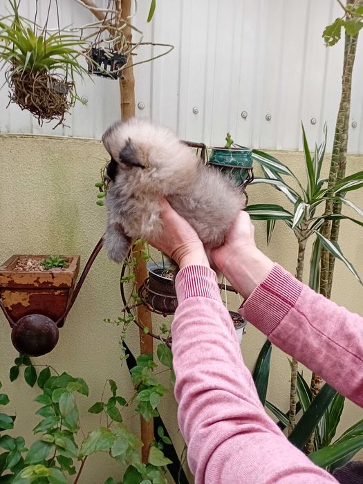 Spitz anão (lulu da Pomerânia) excelente exemplar.