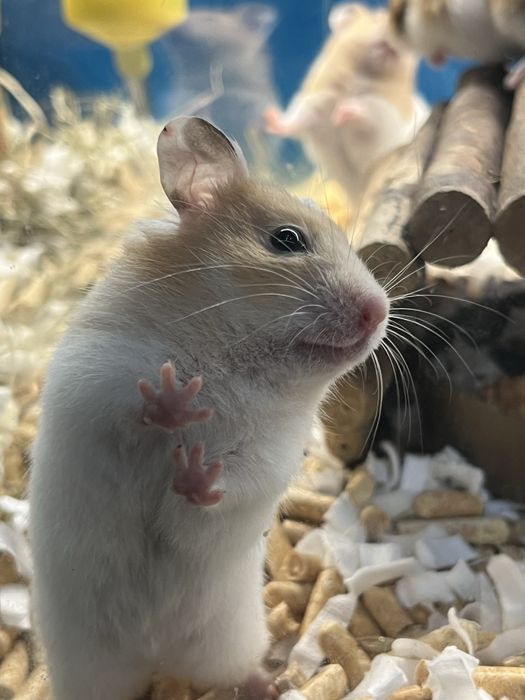 Chomiki syryjskie (chłopcy) Aqualife