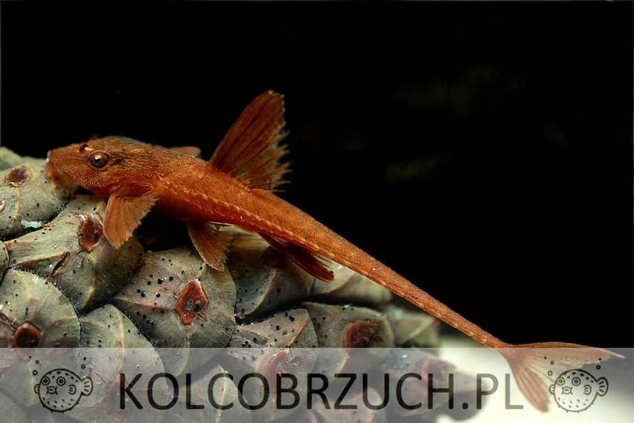 Zbrojnik drobny czerwony - Rineloricaria parva RED - L10A - Loricaria