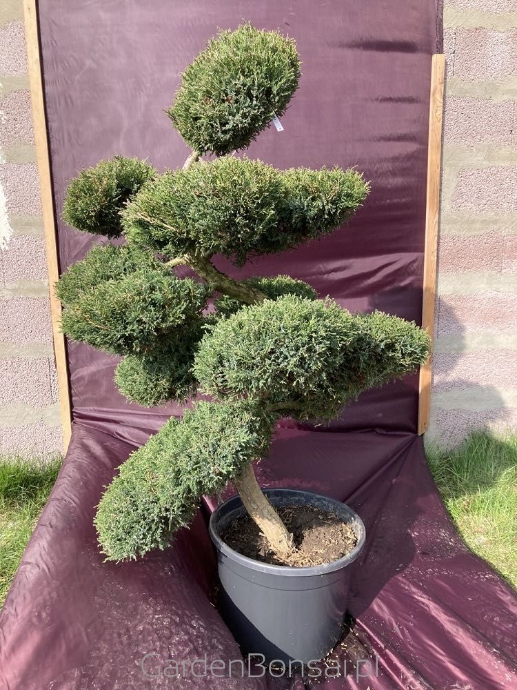 Drzewko BONSAI z jałowca - DOSTAWA - 130 cm - OKAZJA