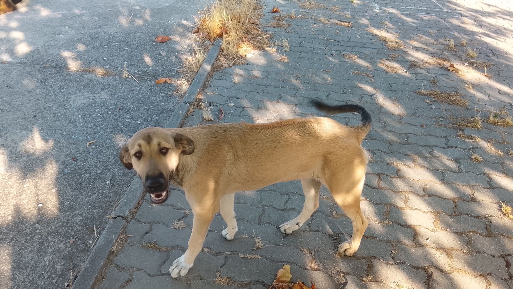 Cão para adopção