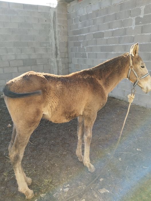 Poldro lusitano oportunidade