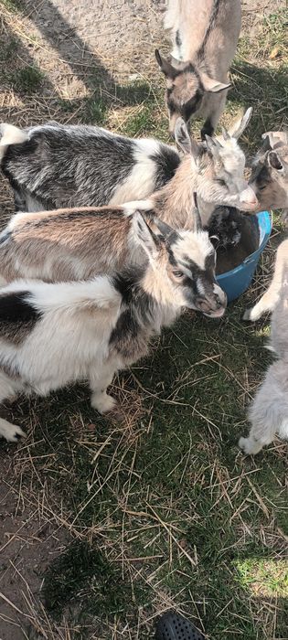 Kozy i koziołki Obrowo