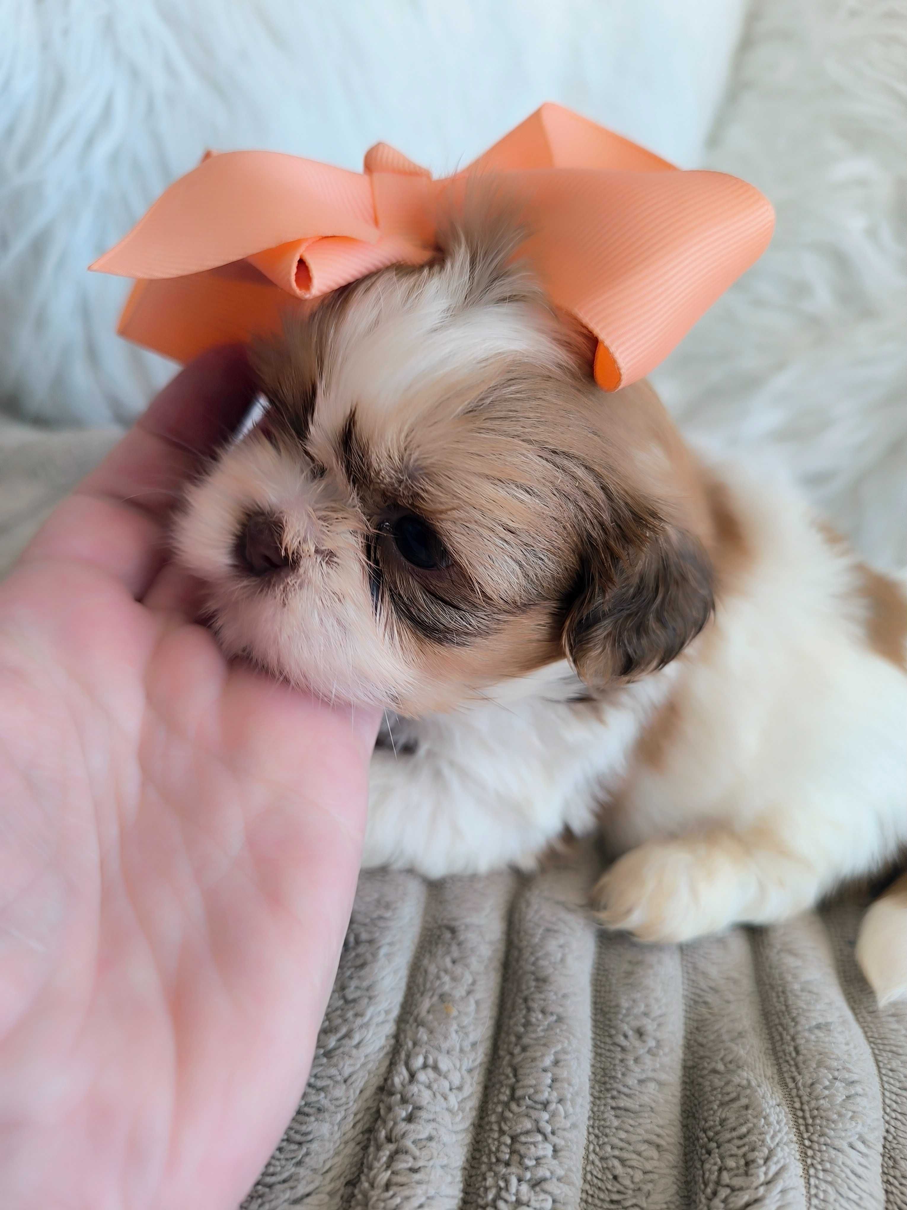 Shih-tzu. Mini. Menina bem tipado. Branco e Fígado Olhos claros. Top!
