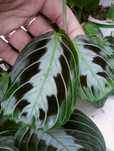Maranta massangeana black ukorzeniona sadzonka
