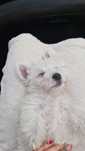 Ostatnia suczka! Gotowa na zmianę domu West Highland White Terrier