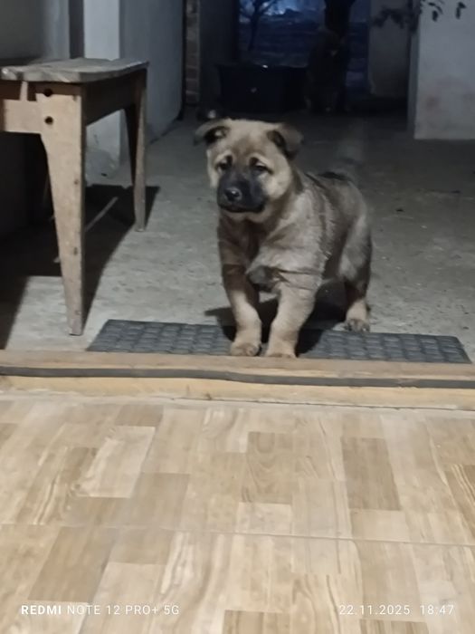 Віддам в добрі руки