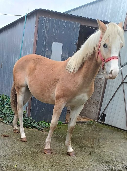 Przepiękna klacz haflinger (Rezerwacja)