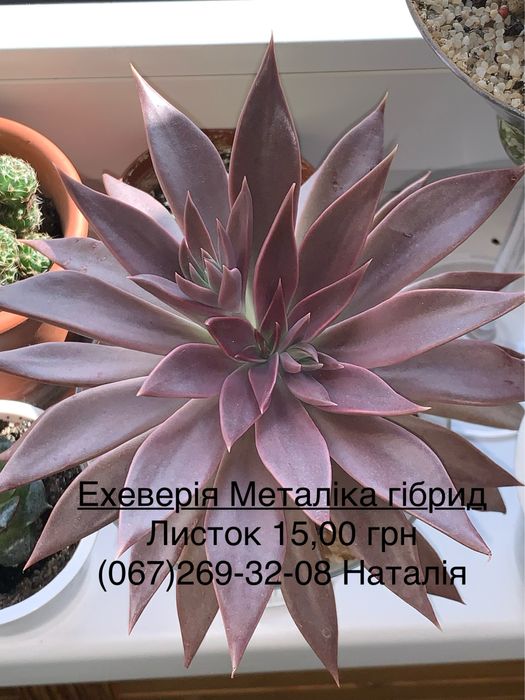 Ехеверія види. Ечеверія.