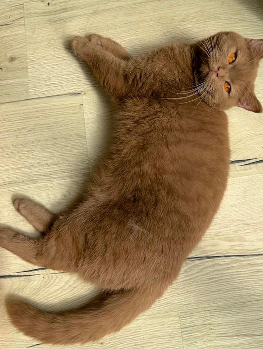 Gata canela british shorthair