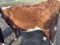krowy hereford mięsne