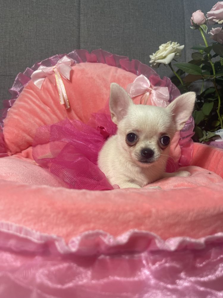 Suczka chihuahua Celinka