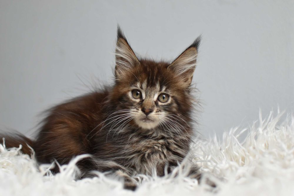Kotka Maine Coon/Rodowód FPL