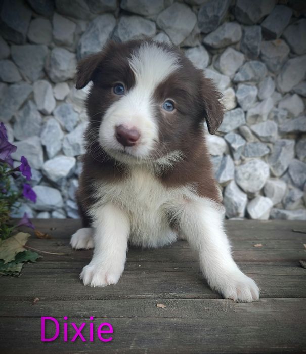 Border collie śliczna suczka przebadani rodzice