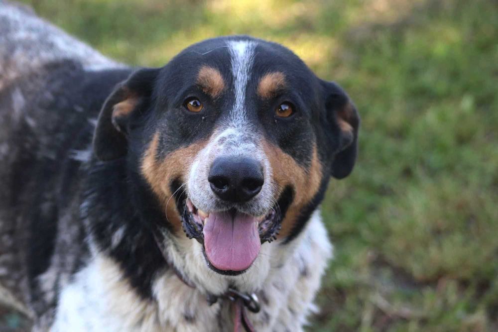 Pokochaj MAXA szuka domu