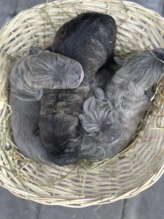 Вільні щенятка Кане Корсо