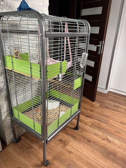 Szenszyle mlode samiczki z klatka