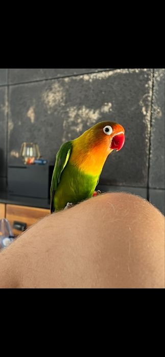 Nierozłączki, samica / druga ręcznie karmiona