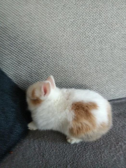 Króliczki miniaturki