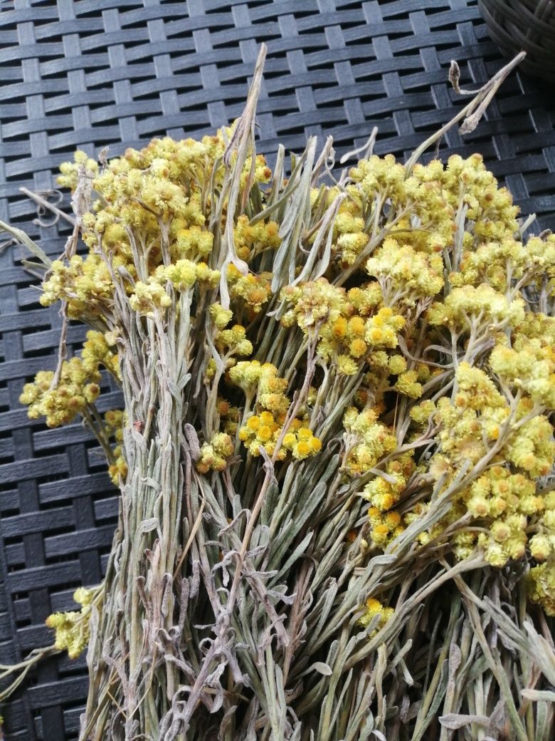 Kocanka piaskowa syrop