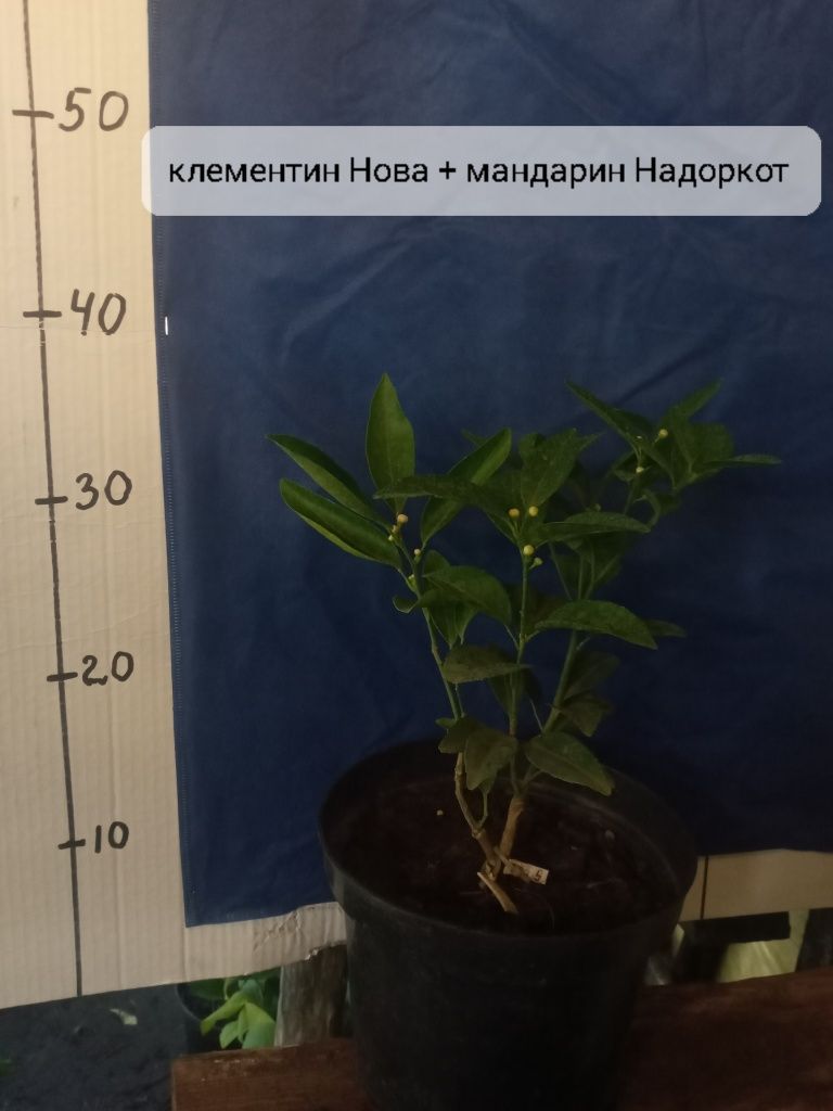 Лимони ,Мандарини апельсини, грейпфрут, клементин