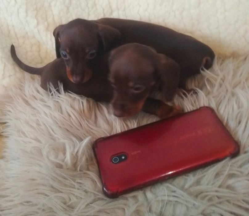 Продається міні красуня шоколадна