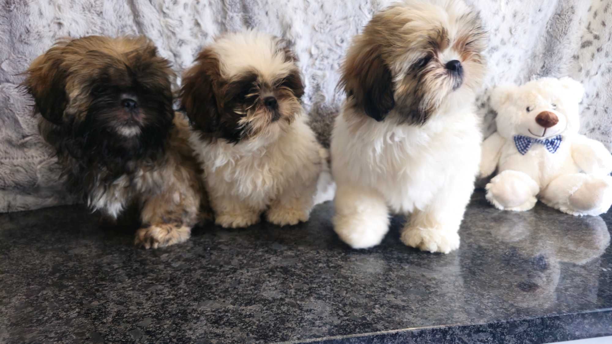 Shih Tzu puchaty piesek z rodowodem SWKIPR