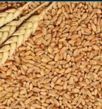 Продам пшеницю урожаю 2023року