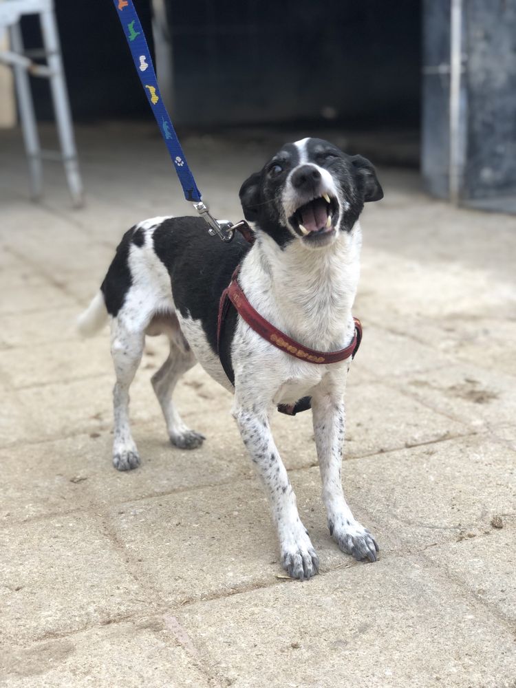 Cão de porte pequeno