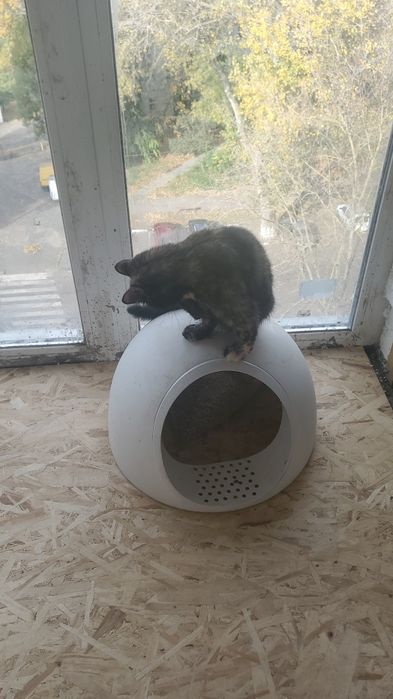 Передержка котов