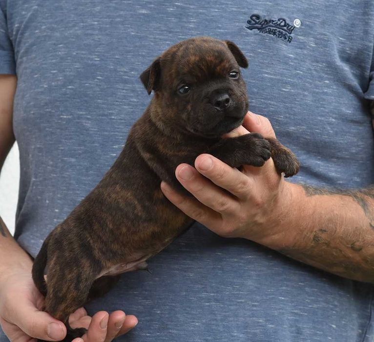Staffordshire bull terrier, Staffik ZKwP / FCI