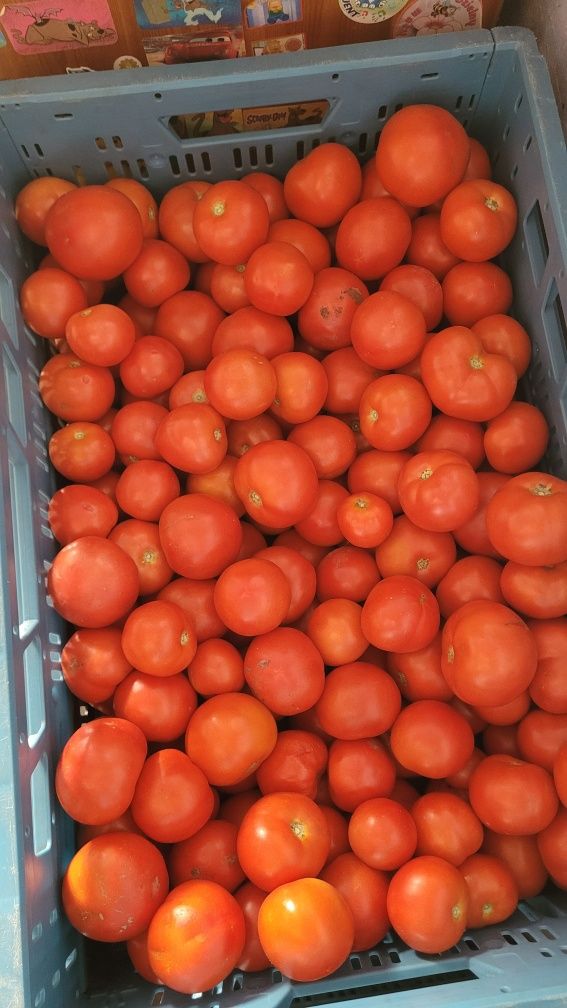 Pomidory gruntowe Rumba