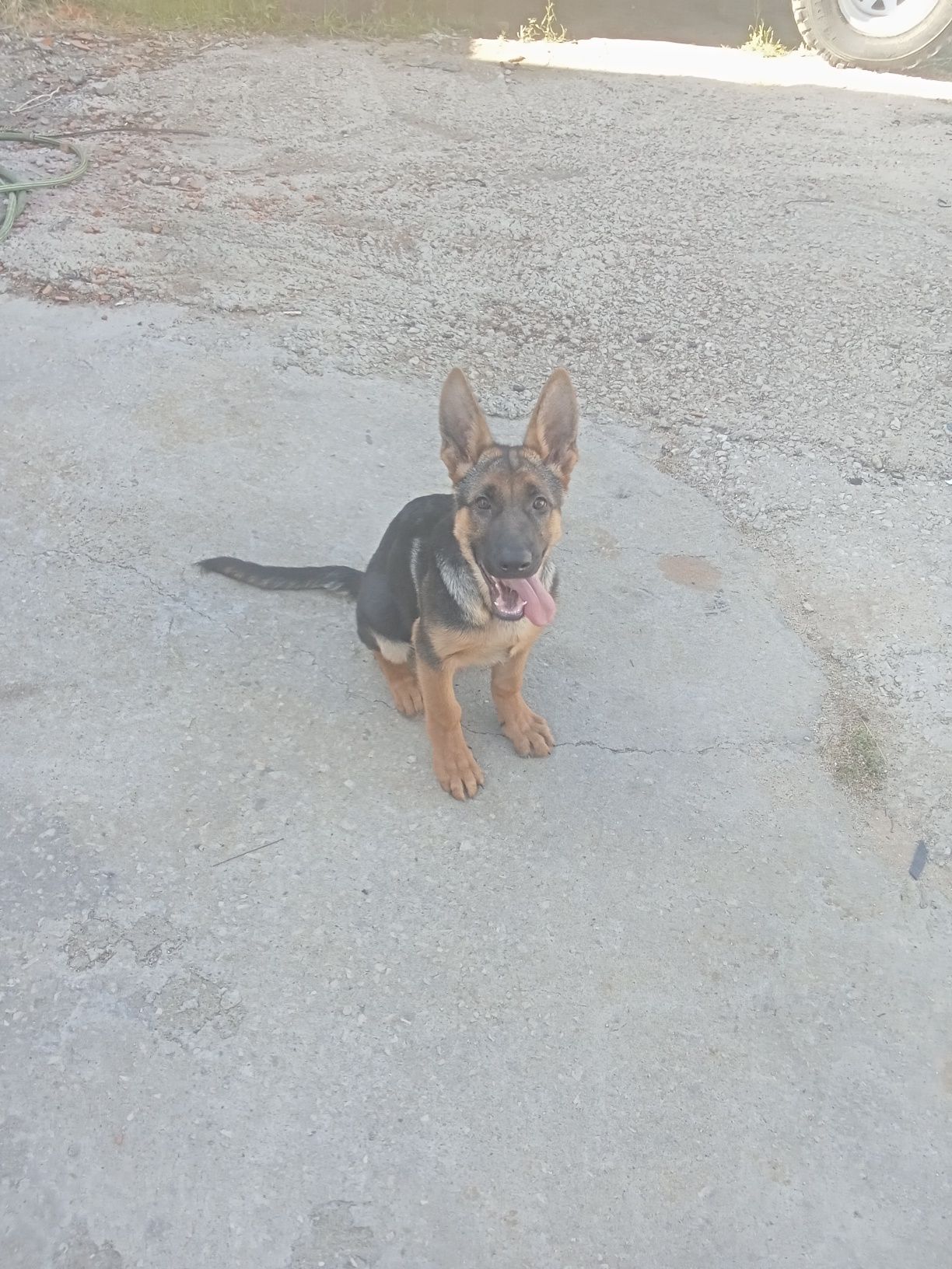 Pastor alemão com pedigree