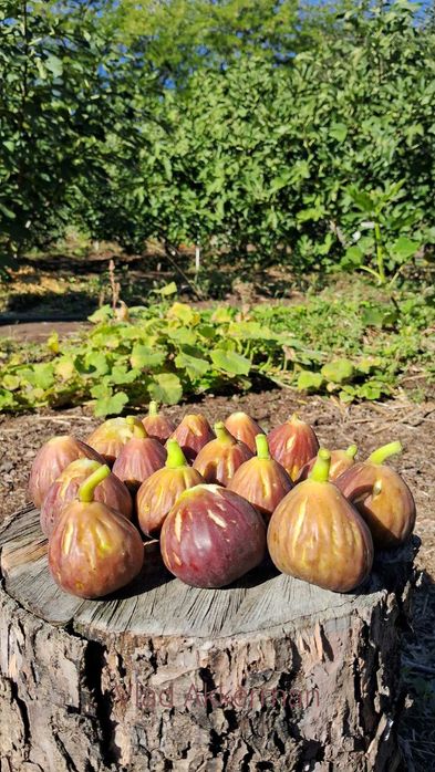 Черенки инжира. Живці інжиру.