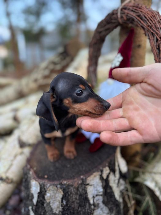 Jamnik krótkowłosy miniaturowy rodowód