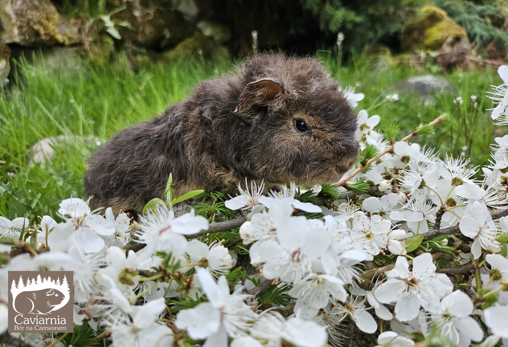 US TEDDY świnka morska kawia domowa samiec  Malibu