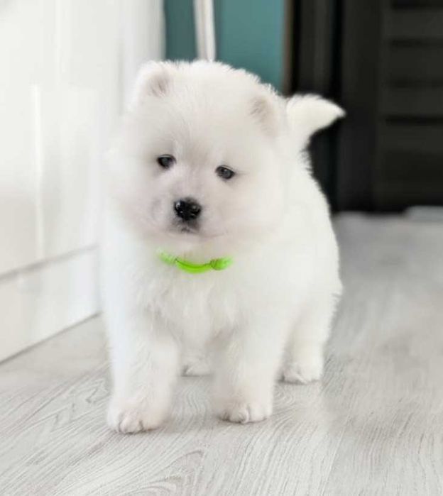 samoyed, suczka, szczeniak, odbiór koniec listopada, Sesto Senso FCi