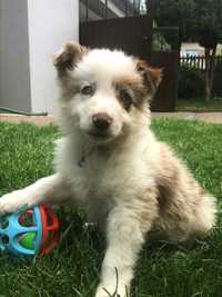 Border Collie szczeniak