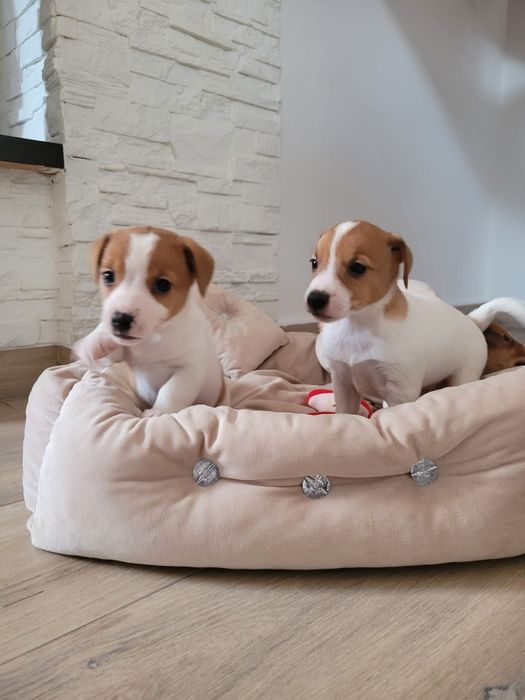Jack Russell Terrier